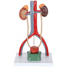 Male Urinary System, J-type, 3-parts